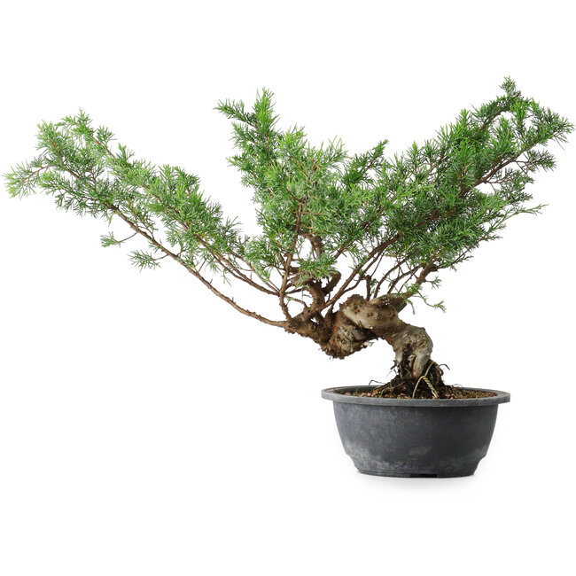Juniperus chinensis Itoigawa, 32 cm, ± 15 años