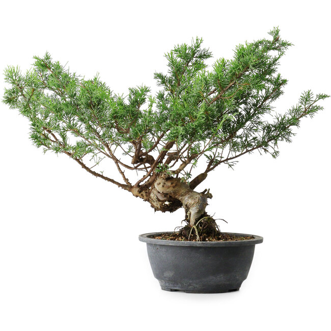 Juniperus chinensis Itoigawa, 32 cm, ± 15 años