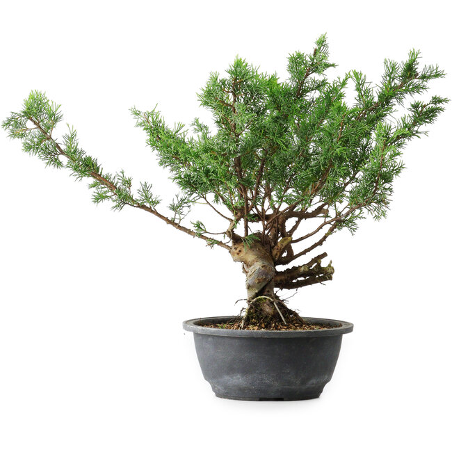 Juniperus chinensis Itoigawa, 32 cm, ± 15 años