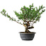 Juniperus chinensis Itoigawa, 32 cm, ± 15 ans