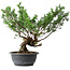 Juniperus chinensis Itoigawa, 32 cm, ± 15 ans