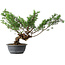 Juniperus chinensis Itoigawa, 32 cm, ± 15 anni