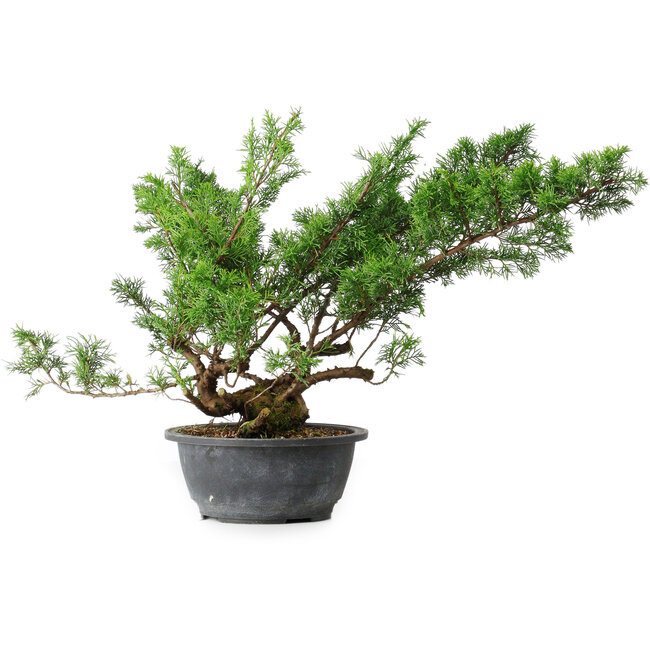Juniperus chinensis Itoigawa, 38 cm, ± 15 años