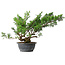 Juniperus chinensis Itoigawa, 38 cm, ± 15 años