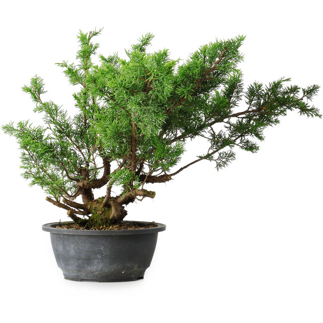 Juniperus chinensis Itoigawa, 38 cm, ± 15 Jahre alt