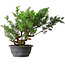 Juniperus chinensis Itoigawa, 38 cm, ± 15 ans