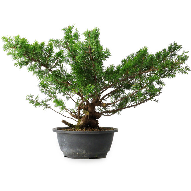 Juniperus chinensis Itoigawa, 38 cm, ± 15 años