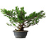 Juniperus chinensis Itoigawa, 38 cm, ± 15 anni