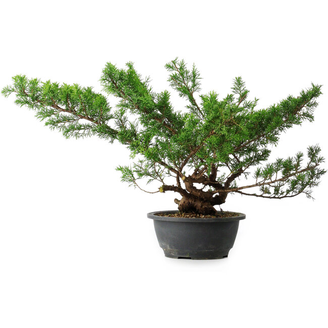 Juniperus chinensis Itoigawa, 38 cm, ± 15 años