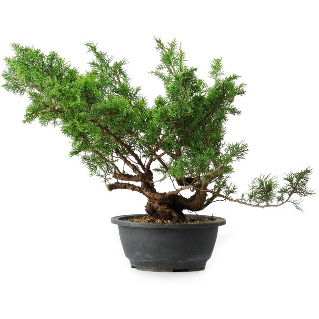 Juniperus chinensis Itoigawa, 38 cm, ± 15 Jahre alt