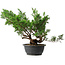 Juniperus chinensis Itoigawa, 38 cm, ± 15 años
