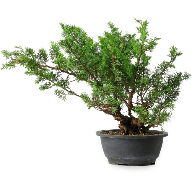 Juniperus chinensis Itoigawa, 38 cm, ± 15 anni