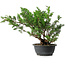 Juniperus chinensis Itoigawa, 38 cm, ± 15 jaar oud