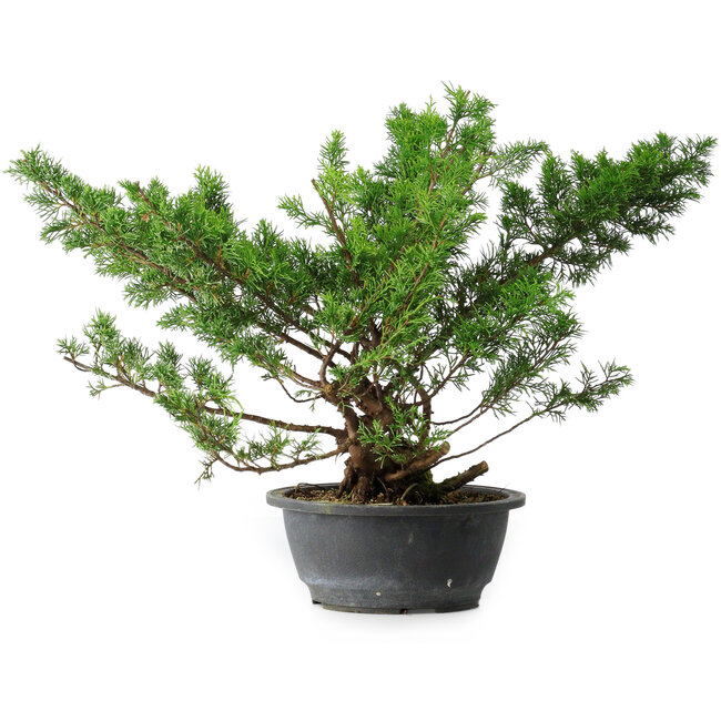 Juniperus chinensis Itoigawa, 38 cm, ± 15 anni