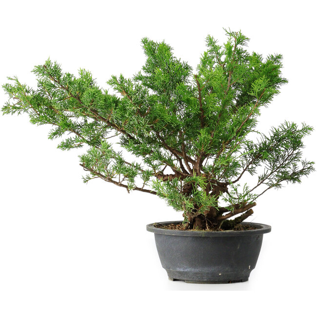 Juniperus chinensis Itoigawa, 38 cm, ± 15 jaar oud