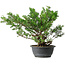 Juniperus chinensis Itoigawa, 38 cm, ± 15 anni