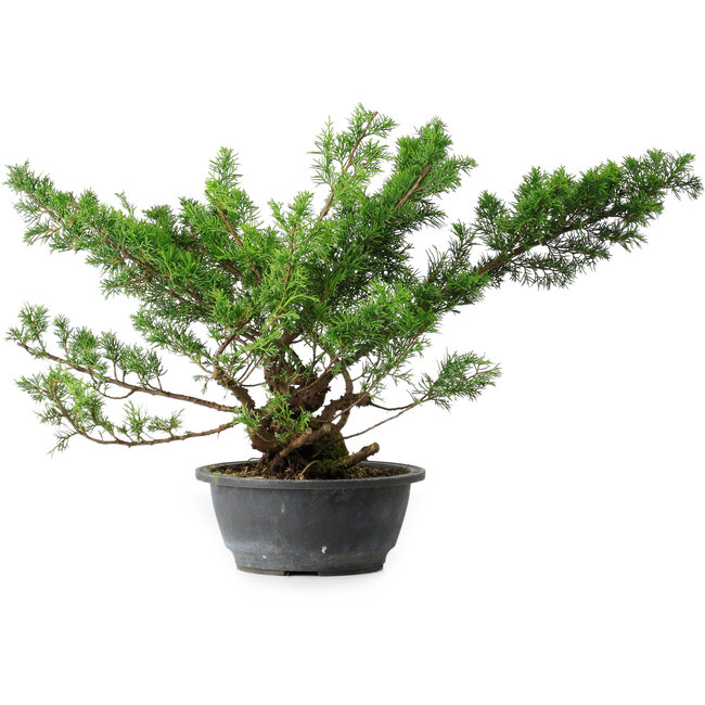 Juniperus chinensis Itoigawa, 38 cm, ± 15 years old