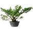 Juniperus chinensis Itoigawa, 38 cm, ± 15 anni
