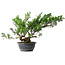 Juniperus chinensis Itoigawa, 38 cm, ± 15 años