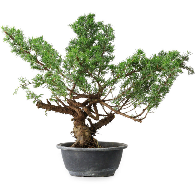 Juniperus chinensis Itoigawa, 39 cm, ± 15 years old