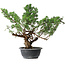 Juniperus chinensis Itoigawa, 39 cm, ± 15 anni