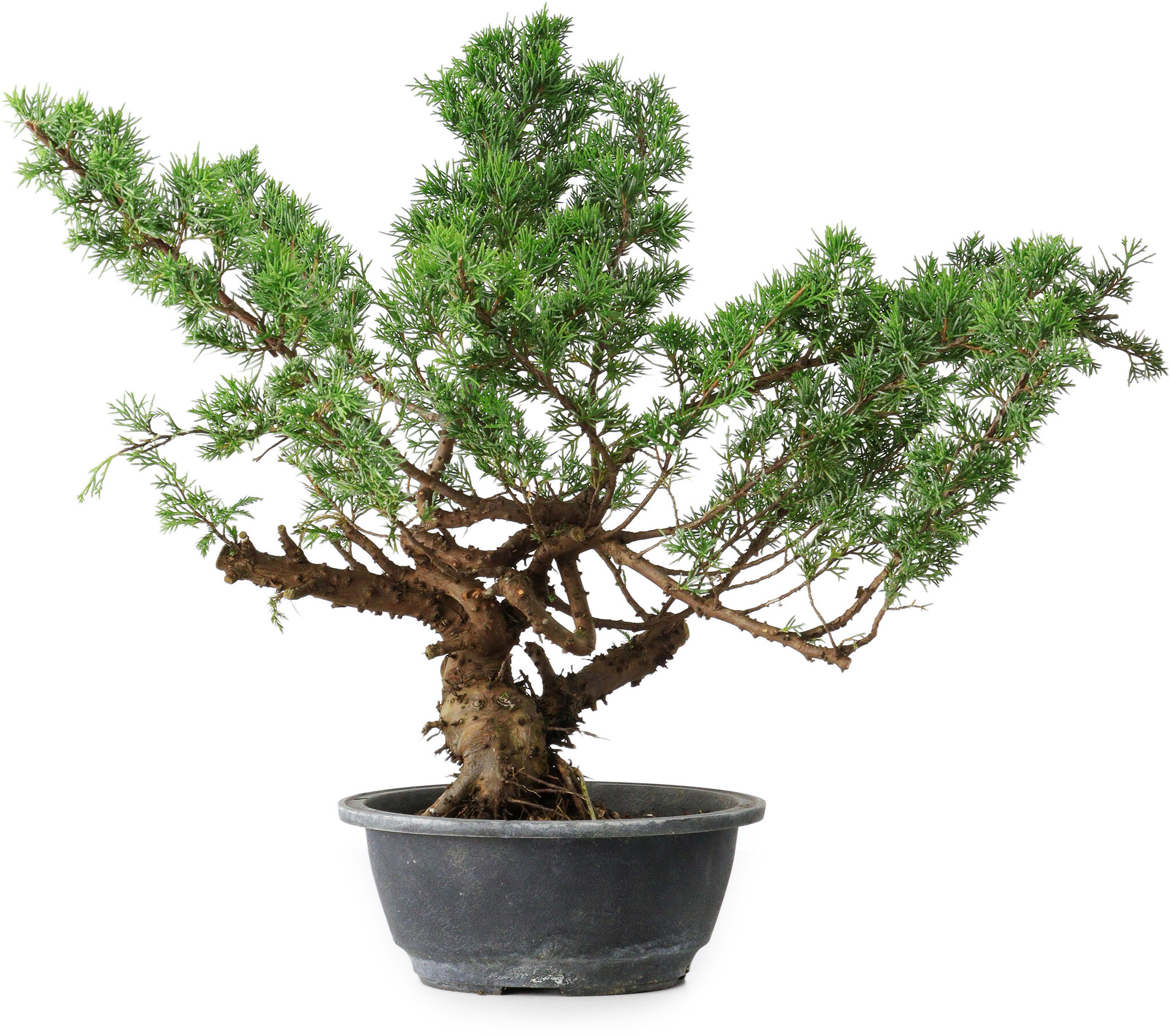 Juniperus Chinensis 'Kaizuka' (Ginepro) - Pianta Vera In Vaso 30x30 Cm - Altezza 125/150 Cm - Vannucci Piante - 2