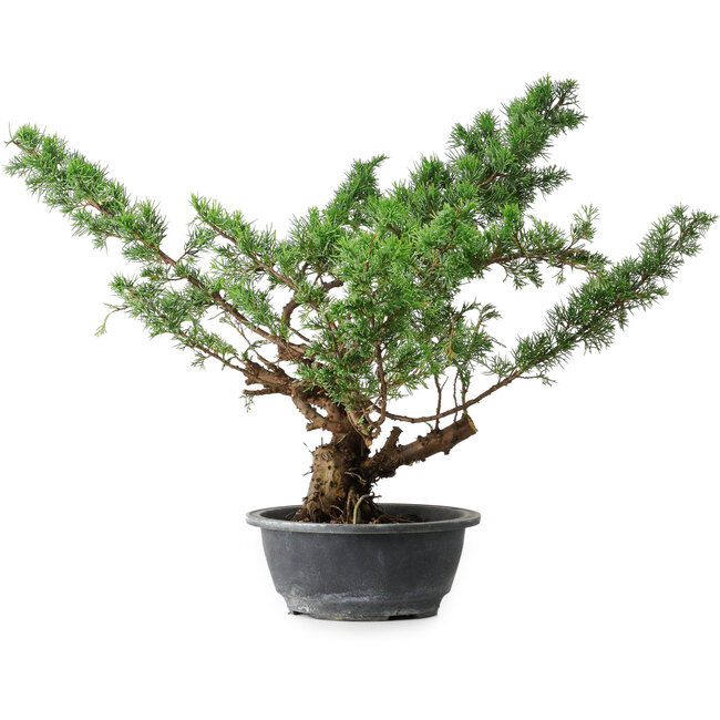 Juniperus chinensis Itoigawa, 39 cm, ± 15 ans