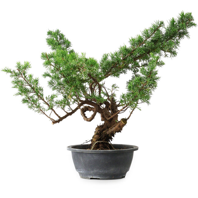 Juniperus chinensis Itoigawa, 39 cm, ± 15 años