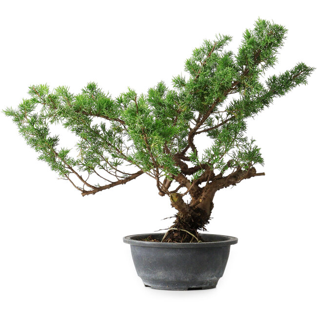 Juniperus chinensis Itoigawa, 39 cm, ± 15 anni