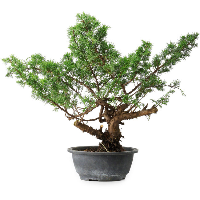 Juniperus chinensis Itoigawa, 39 cm, ± 15 ans