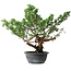 Juniperus chinensis Itoigawa, 39 cm, ± 15 jaar oud