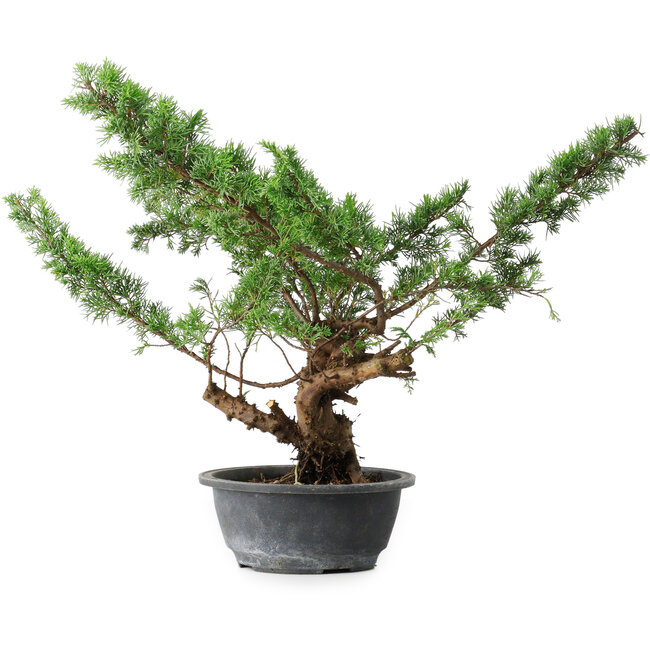 Juniperus chinensis Itoigawa, 39 cm, ± 15 años