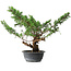 Juniperus chinensis Itoigawa, 39 cm, ± 15 años