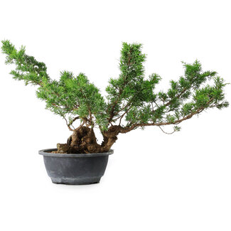 Juniperus chinensis Itoigawa, 32,5 cm, ± 15 ans