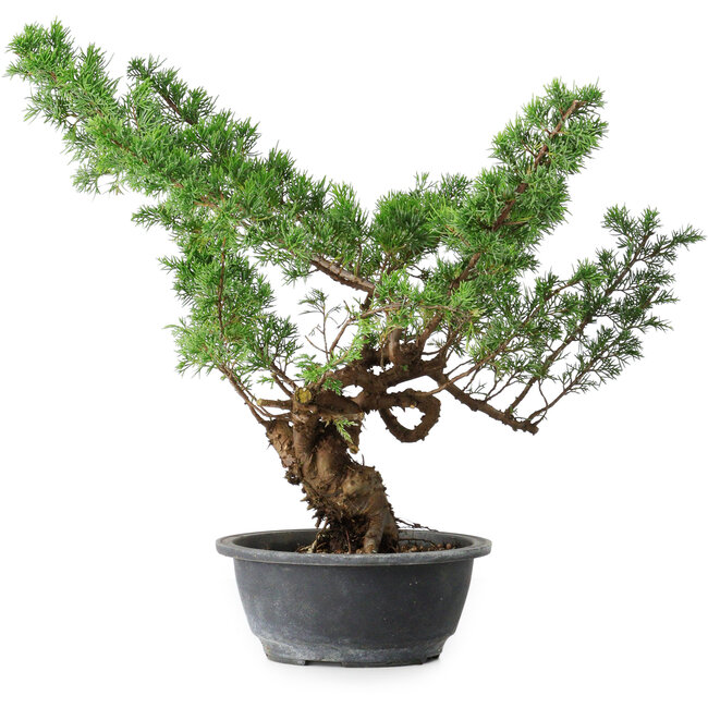 Juniperus chinensis Itoigawa, 39 cm, ± 15 ans