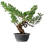 Juniperus chinensis Itoigawa, 39 cm, ± 15 jaar oud