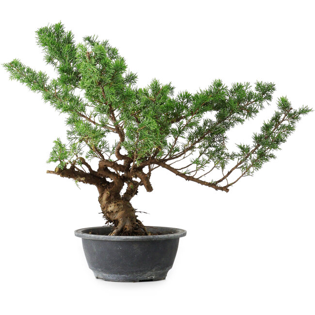 Juniperus chinensis Itoigawa, 39 cm, ± 15 ans