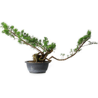 Juniperus chinensis Itoigawa, 31,5 cm, ± 15 ans