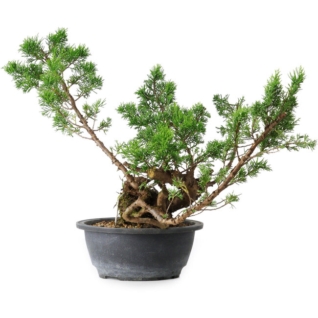 Juniperus chinensis Itoigawa, 31,5 cm, ± 15 Jahre alt