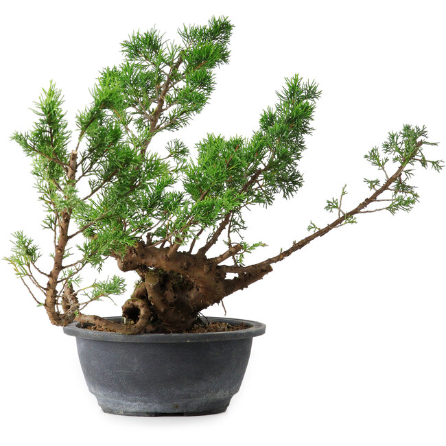 Juniperus chinensis Itoigawa, 31,5 cm, ± 15 anni