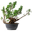 Juniperus chinensis Itoigawa, 31,5 cm, ± 15 jaar oud