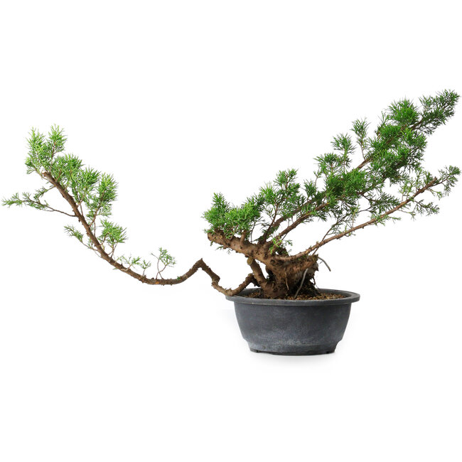 Juniperus chinensis Itoigawa, 31,5 cm, ± 15 anni