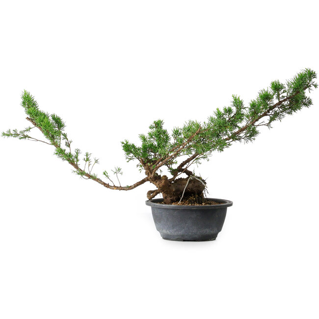 Juniperus chinensis Itoigawa, 31,5 cm, ± 15 años