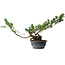 Juniperus chinensis Itoigawa, 31,5 cm, ± 15 Jahre alt
