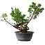 Juniperus chinensis Itoigawa, 31,5 cm, ± 15 years old
