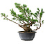 Juniperus chinensis Itoigawa, 31,5 cm, ± 15 Jahre alt