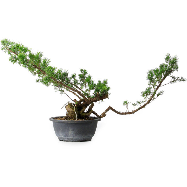 Juniperus chinensis Itoigawa, 31,5 cm, ± 15 Jahre alt