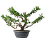 Juniperus chinensis Itoigawa, 37 cm, ± 15 ans