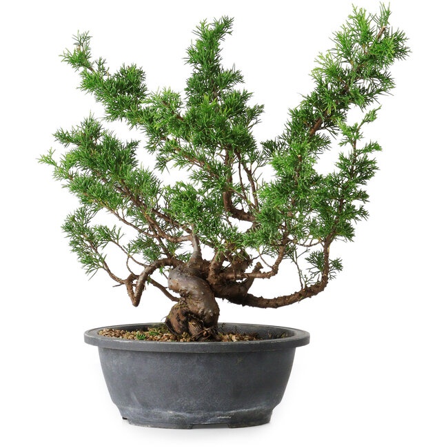 Juniperus chinensis Itoigawa, 37 cm, ± 15 jaar oud