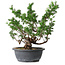 Juniperus chinensis Itoigawa, 37 cm, ± 15 jaar oud
